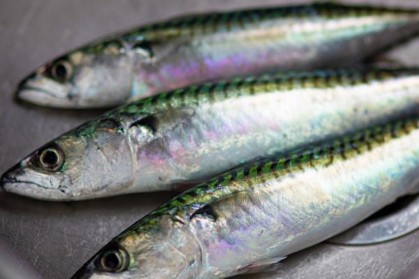 沙丁鱼是否属于深海鱼,从生活环境看属于深海鱼