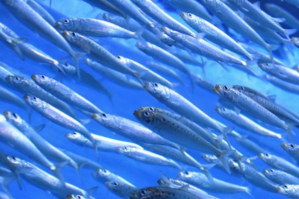 沙丁鱼是否属于深海鱼,从生活环境看属于深海鱼