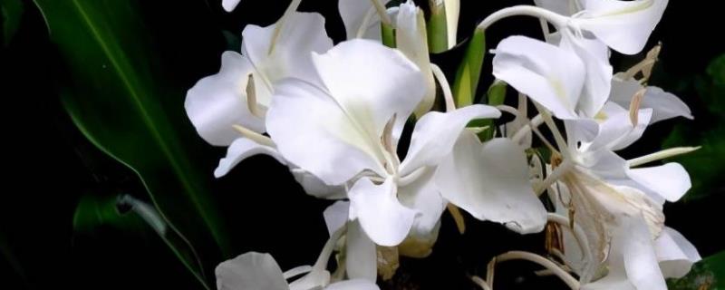 姜花有什么花语