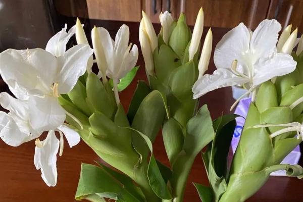 姜花有什么花语,花语是将记忆永远留在夏天