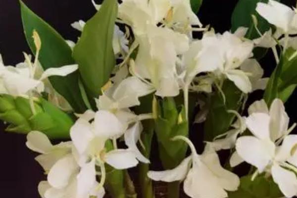 姜花有什么花语,花语是将记忆永远留在夏天