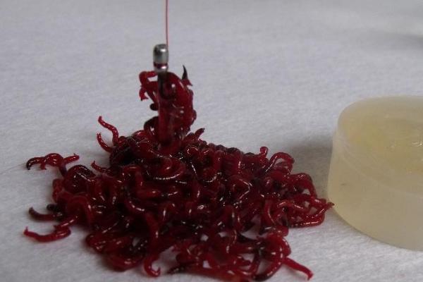 钓青鱼用的红虫球怎么制作，将多条红虫同时放入