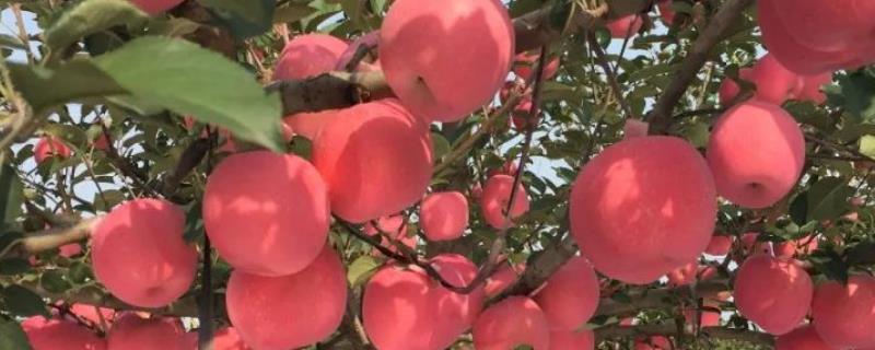 移栽苹果树的技巧