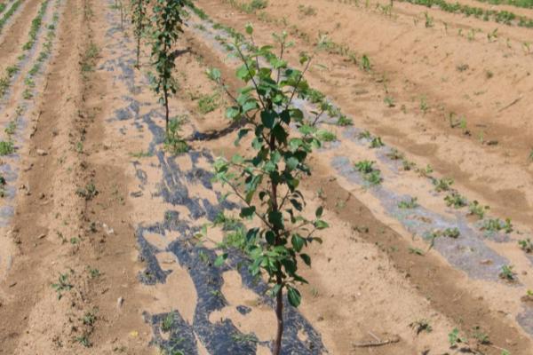 移栽苹果树的技巧，修剪根系后用泥浆蘸根、再定植并浇透水