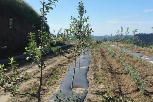 移栽苹果树的技巧，修剪根系后用泥浆蘸根、再定植并浇透水