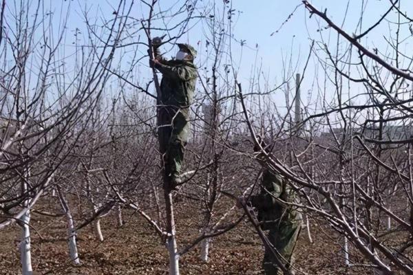 移栽苹果树的技巧，修剪根系后用泥浆蘸根、再定植并浇透水