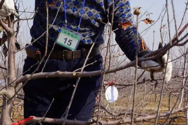 移栽苹果树的技巧，修剪根系后用泥浆蘸根、再定植并浇透水