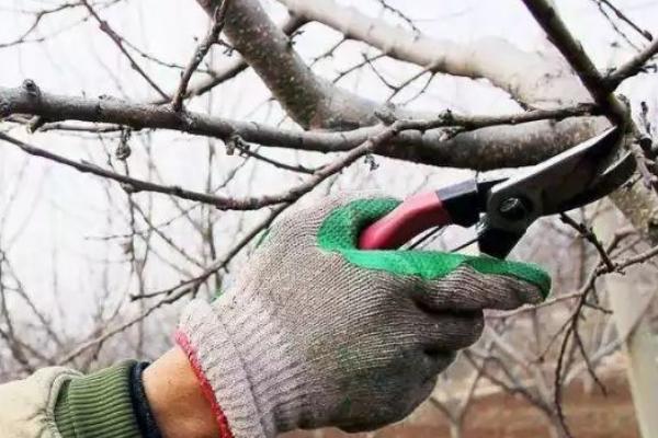 移栽苹果树的技巧，修剪根系后用泥浆蘸根、再定植并浇透水