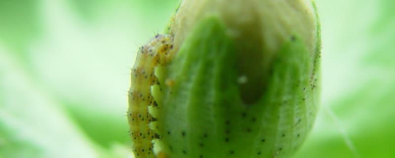 防治四代棉铃虫的要点