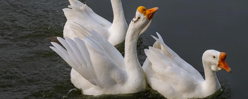 家庭养鹅要喂什么