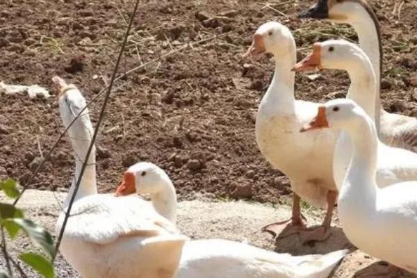 家庭养鹅要喂什么,可投喂饲料、米饭、青干草等食物