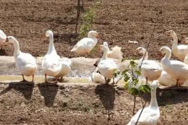 家庭养鹅要喂什么,可投喂饲料、米饭、青干草等食物