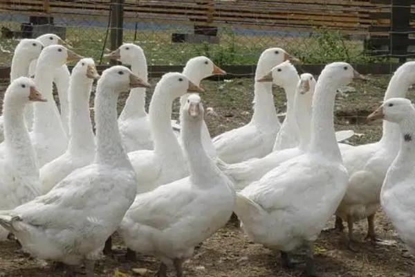 家庭养鹅要喂什么,可投喂饲料、米饭、青干草等食物