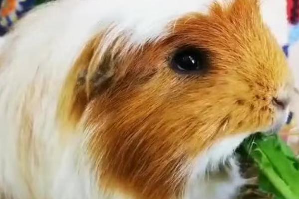 荷兰猪的食物,可投喂苹果、橙子、莴苣、茄子等果蔬