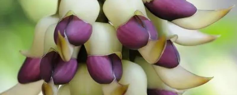 禾雀花换盆方法