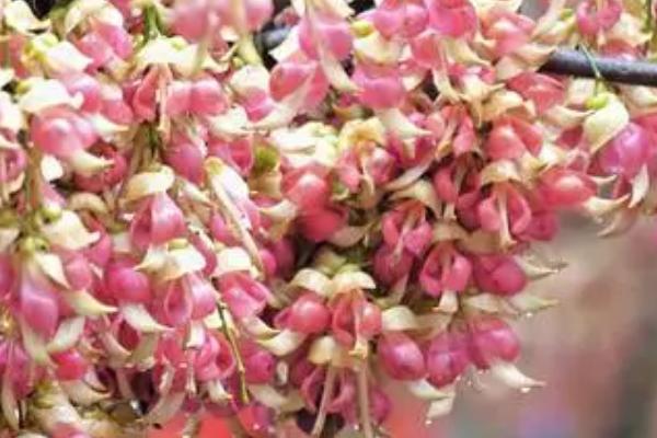 禾雀花换盆方法,先分离出植株、再重新栽种至新盆中