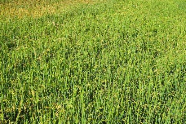 19香水稻种简介,大田用种量每亩3斤