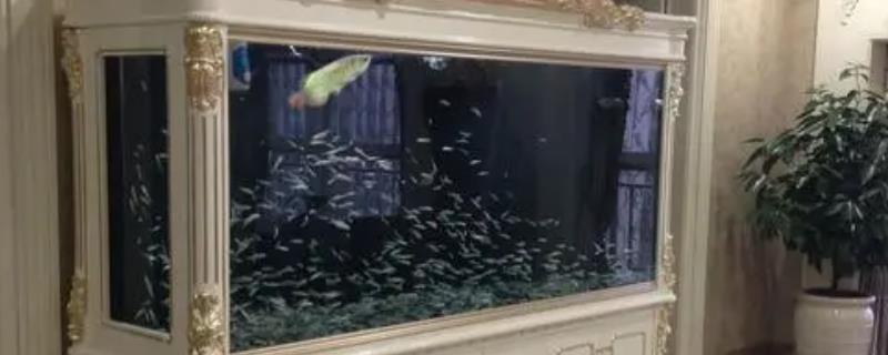鱼缸用什么过滤好
