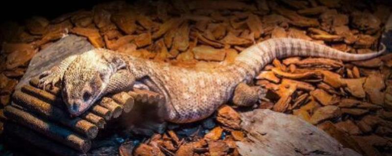 蜥蜴会不会冬眠