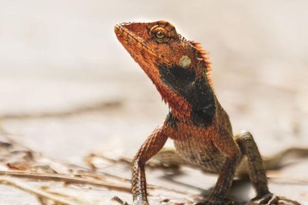 蜥蜴会不会冬眠，气温下降后一般会冬眠