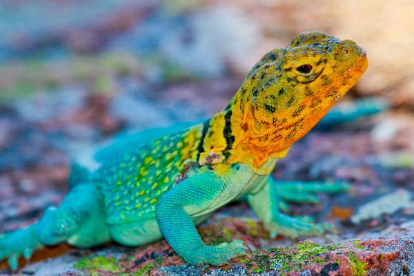 蜥蜴会不会冬眠，气温下降后一般会冬眠