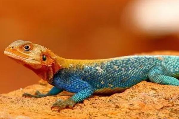 蜥蜴会不会冬眠，气温下降后一般会冬眠