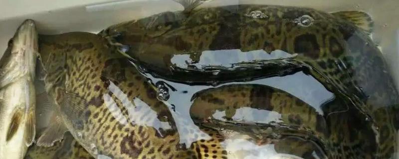 鳜鱼是不是海鱼