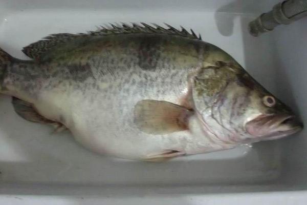 鳜鱼是不是海鱼,属于广西特产淡水鱼类
