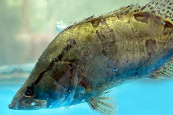 鳜鱼是不是海鱼,属于广西特产淡水鱼类