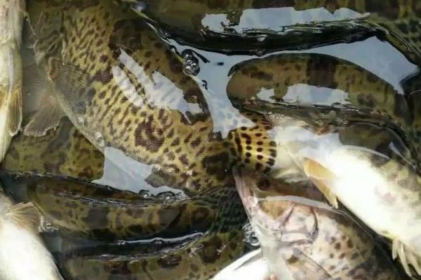 鳜鱼是不是海鱼,属于广西特产淡水鱼类