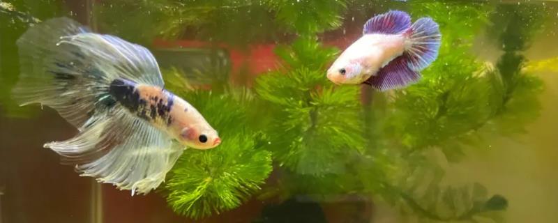 斗鱼抱卵是指什么