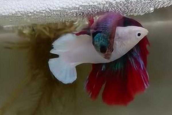 斗鱼抱卵是指什么,意思是母鱼体内怀有鱼卵