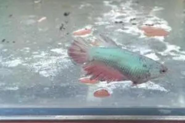 斗鱼抱卵是指什么,意思是母鱼体内怀有鱼卵