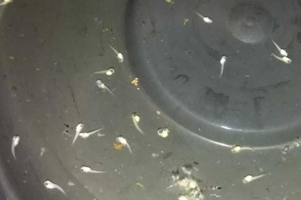 斗鱼抱卵是指什么,意思是母鱼体内怀有鱼卵