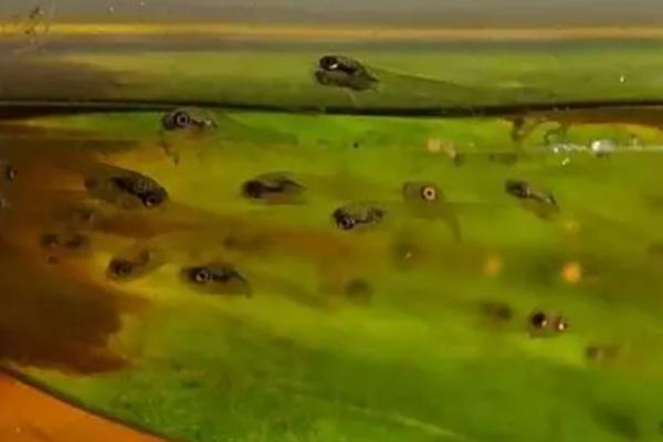 斗鱼抱卵是指什么,意思是母鱼体内怀有鱼卵