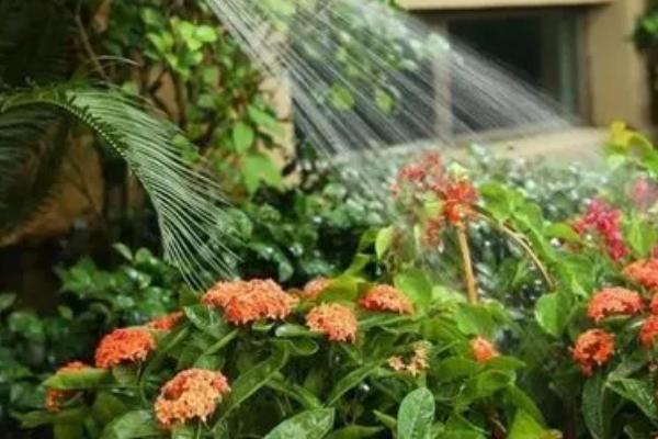 花卉介壳虫防治方法，这3种土办法效果好
