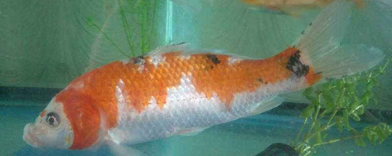 锦鲤尾巴充血怎么办