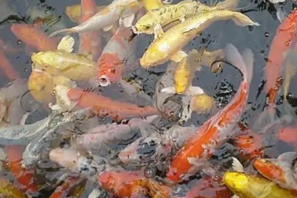 锦鲤尾巴充血怎么办,可向水中加盐然后静养