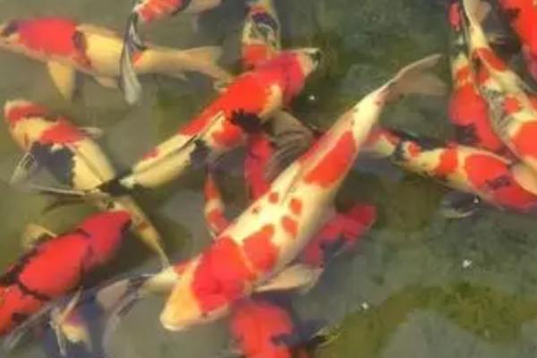 锦鲤尾巴充血怎么办,可向水中加盐然后静养