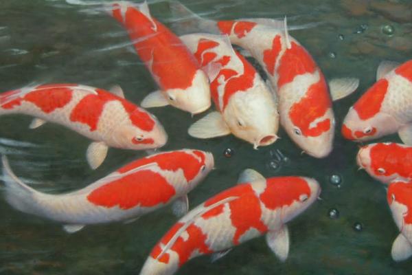 锦鲤尾巴充血怎么办,可向水中加盐然后静养