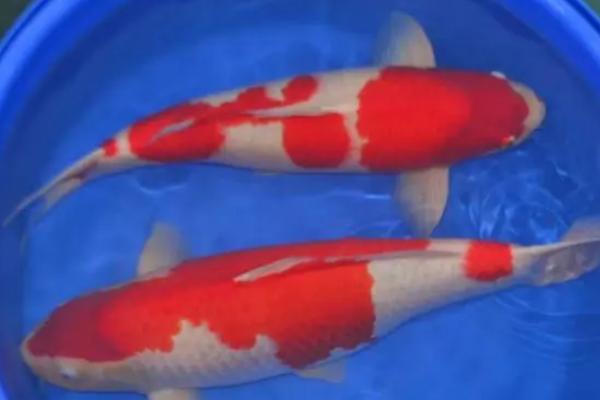 锦鲤尾巴充血怎么办,可向水中加盐然后静养