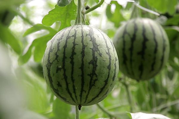 西瓜为何出现水托瓜，一般是雨水过多、氮肥过量等原因所导致