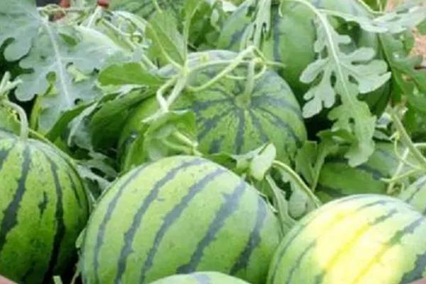 西瓜为何出现水托瓜，一般是雨水过多、氮肥过量等原因所导致