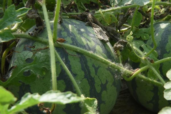 西瓜为何出现水托瓜，一般是雨水过多、氮肥过量等原因所导致