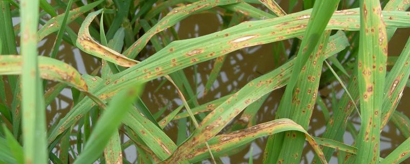防治稻瘟病要注意什么