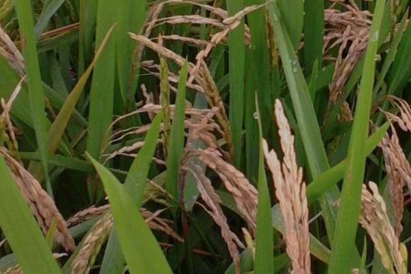 防治稻瘟病要注意什么,需不断选用新品种、通过施肥等措施增强植株的抗病力