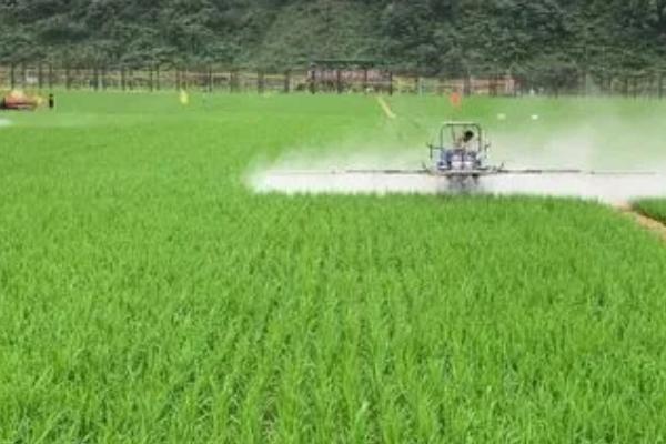 防治稻瘟病要注意什么,需不断选用新品种、通过施肥等措施增强植株的抗病力