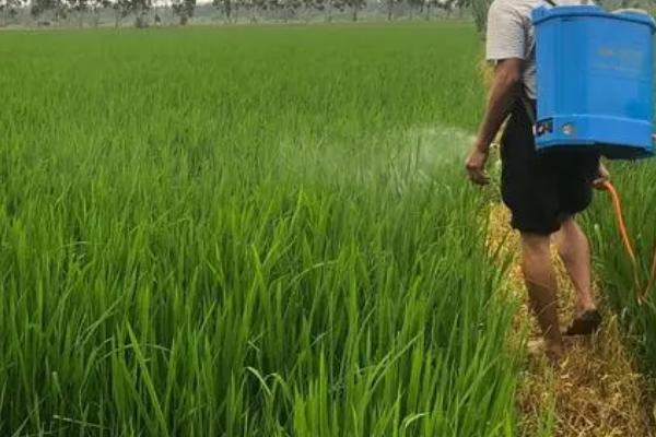 防治稻瘟病要注意什么,需不断选用新品种、通过施肥等措施增强植株的抗病力