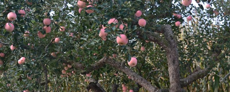 让苹果树提前结果的方法