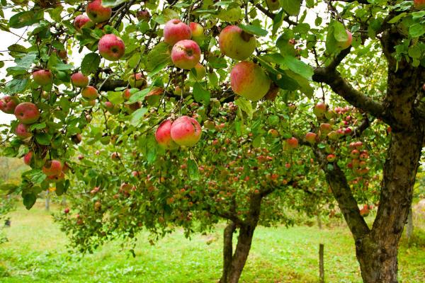 让苹果树提前结果的方法,可采取刻芽、扭梢、拉枝等措施